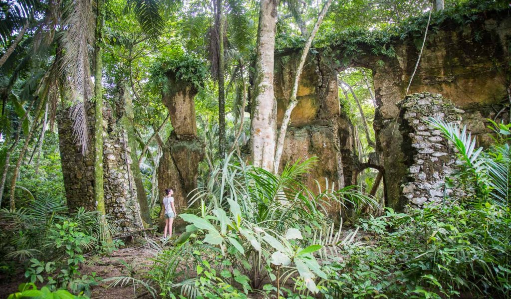Lush jungle on Príncipe Island