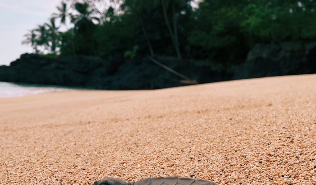 Newly hatched baby turtle heading to the ocean on Príncipe Island