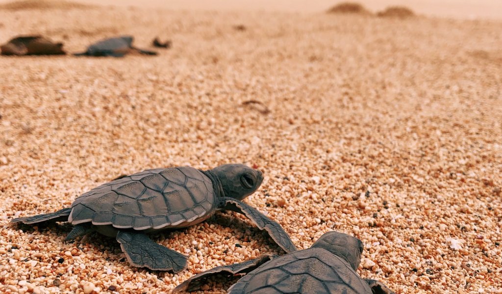 Newly hatched baby turtles heading to the ocean on Príncipe Island