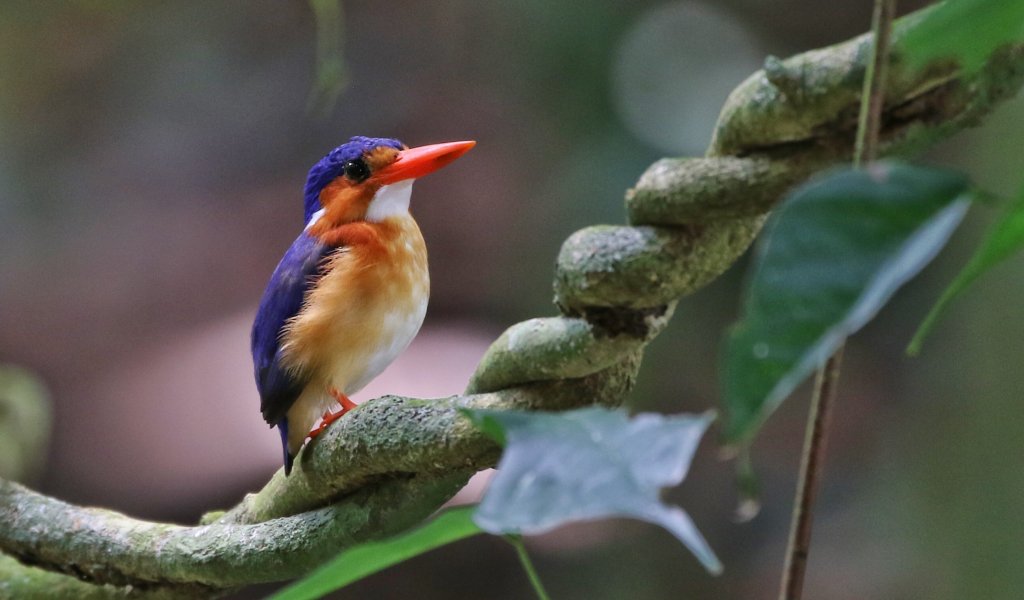 Malachite kingfisher perched on a branch in the rainforest, Príncipe Island