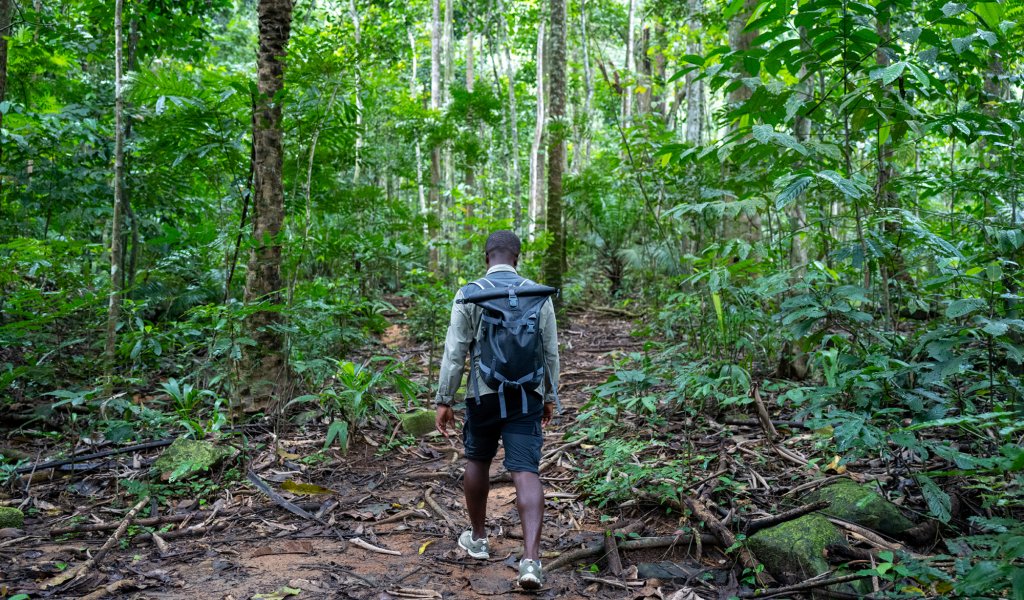 Local guide walking through the dense Príncipe forest