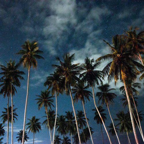Palm trees at night at Omali