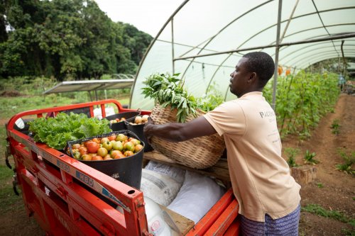 Agricultor local a carregar frutas e legumes frescos para transporte na Ilha do Príncipe.