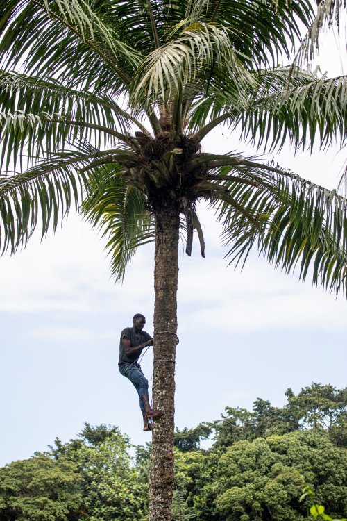 Homem a subir a uma palmeira na Ilha do Príncipe.