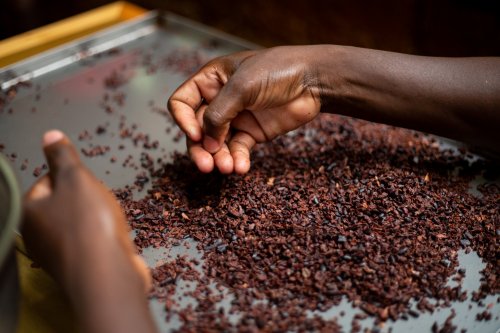 Two local hands sorting cocoa on Príncipe Island.