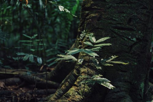 Small sprouts on a tree trunk in the rainforest on Príncipe Island.