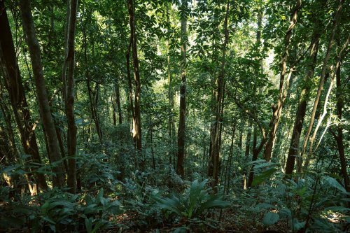 Looking down at plants and trees in the rainforest on Príncipe Island.