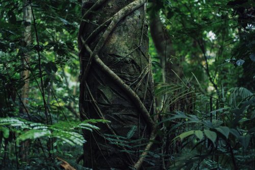 Tree trunk in the rainforest, covered with tropical plants on Príncipe Island.