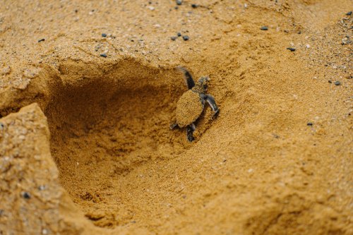 Newborn turtle crawls out of the sand hole, covered in sand, on Príncipe Island.