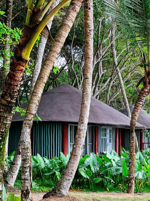 A bungalow surrounded by lush greenery at Bom Bom Beach Resort.