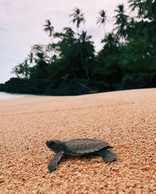 Tartaruga recém-nascida a caminho do oceano na Ilha do Príncipe