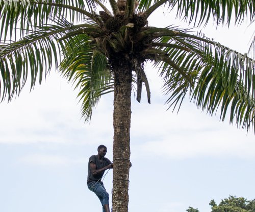 Homem a subir a uma palmeira na Ilha do Príncipe.