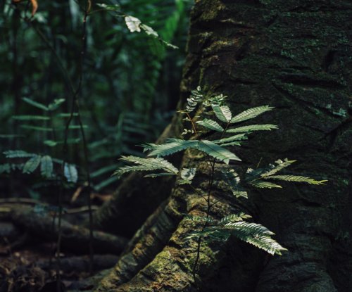 Pequenos rebentos num tronco de árvore na floresta tropical da Ilha do Príncipe.