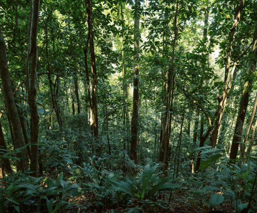 Looking down at plants and trees in the rainforest on Príncipe Island.