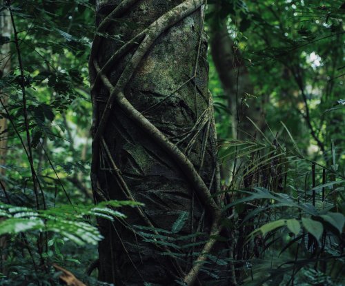 Tree trunk in the rainforest, covered with tropical plants on Príncipe Island.
