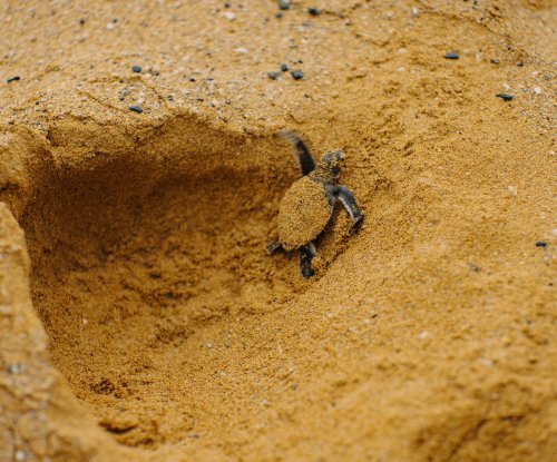 Tartaruga recém-nascida rasteja para fora do buraco de areia, coberta de areia, na Ilha do Príncipe.