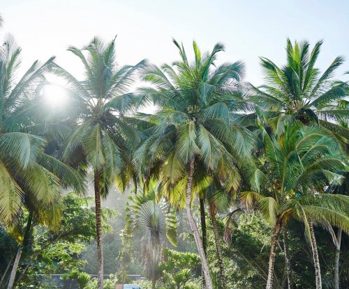 Palm trees in the jungle on Príncipe Island.