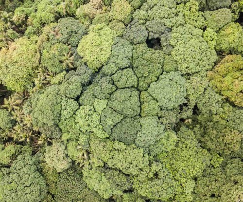 Vista aérea da densa vegetação da selva na Ilha do Príncipe.