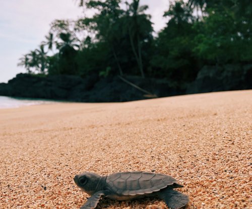 Tartaruga recém-nascida a caminho do oceano na Ilha do Príncipe