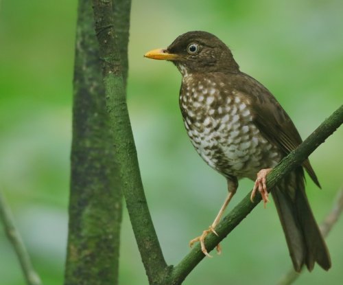 Príncipe thrush with spotted breast perched on a branch in the forest, Príncipe Island