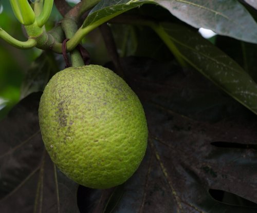 Fruta-pão verde a amadurecer na árvore, Ilha do Príncipe