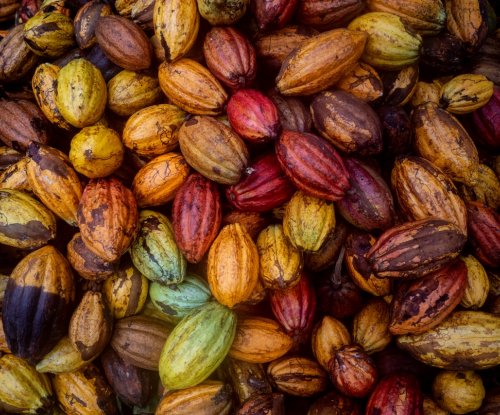 Vagens de cacau colhidas em várias cores empilhadas após a colheita, Ilha do Príncipe