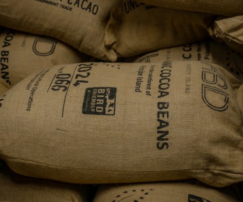 Sacos de juta com grãos de cacau orgânico certificado Bird Friendly da Ilha do Príncipe