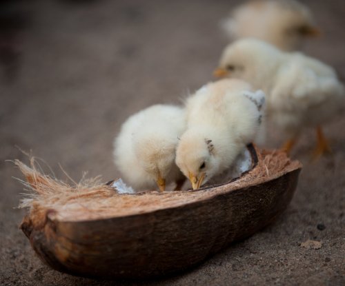 Pintainhos a comer de uma casca de coco no chão, Ilha do Príncipe