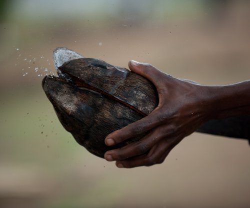 Mãos a partir um coco com uma pedra, Ilha do Príncipe
