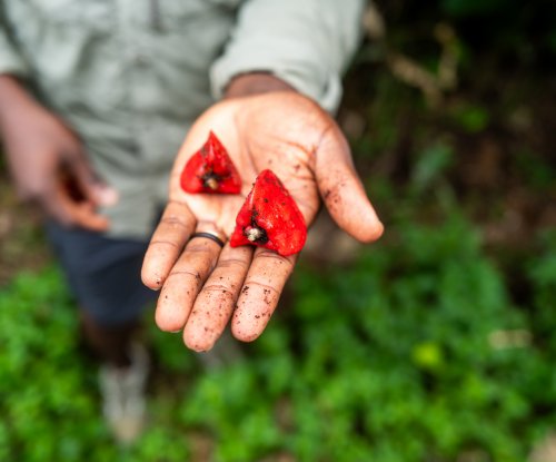Guia a mostrar frutos tropicais vermelhos na palma da mão durante a caminhada, Ilha do Príncipe