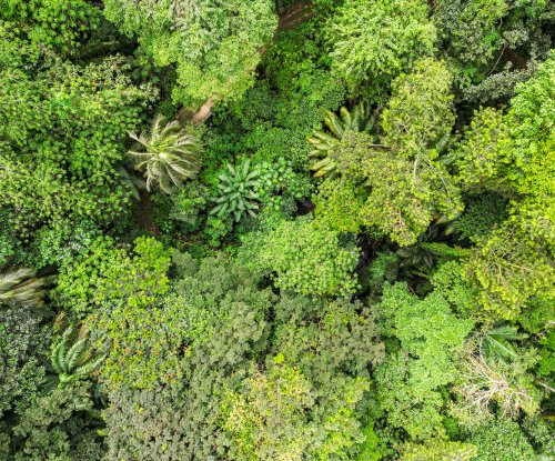 Copa das árvores na floresta tropical, Ilha do Príncipe