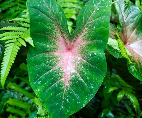 Pormenor das nervuras de uma folha tropical na floresta, Ilha do Príncipe