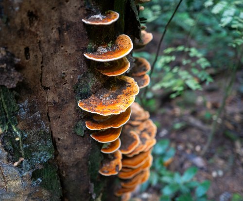 Fungos alaranjados em forma de prateleira num tronco de árvore na floresta tropical, Ilha do Príncipe