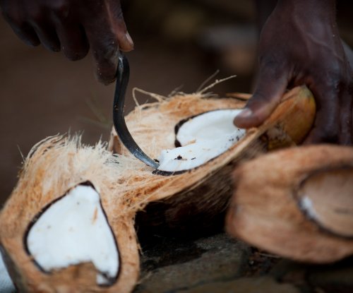Mãos a abrir um coco fresco com uma faca, Ilha do Príncipe