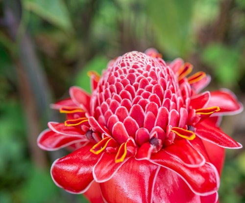 Flor de gengibre-tocha vermelha em pormenor na floresta tropical, Ilha do Príncipe