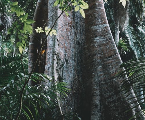 Raízes tabulares de uma árvore imponente rodeada de palmeiras na floresta tropical, Ilha do Príncipe