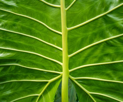 Pormenor de uma folha tropical verde com nervuras, Ilha do Príncipe