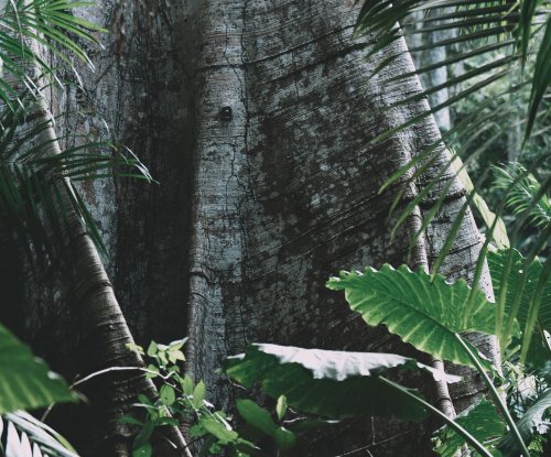 Tronco de árvore imponente rodeado de palmeiras e vegetação tropical na floresta, Ilha do Príncipe