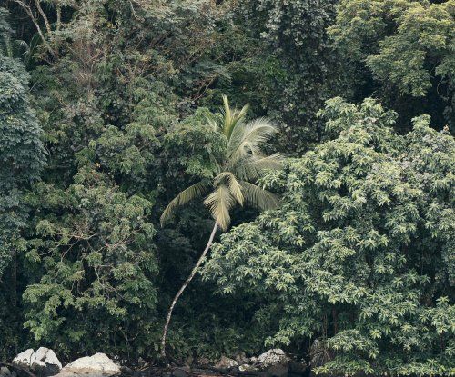 Rocky coastline with a lone palm tree and dense rainforest seen from the sea, Príncipe Island
