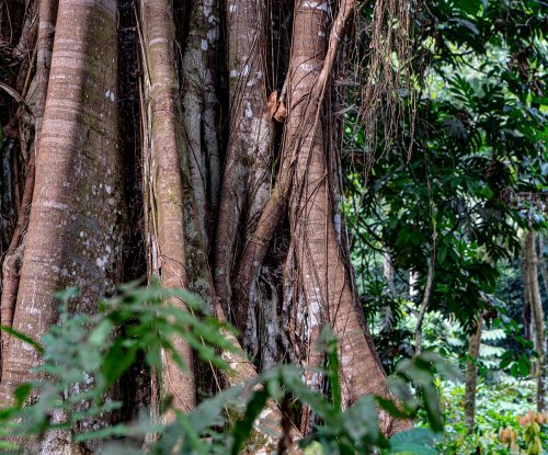 Troncos de figueira entrelaçados na floresta tropical junto a Sundy Praia, Ilha do Príncipe