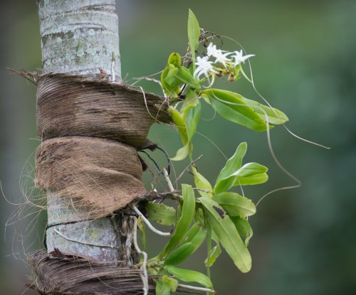 Orquídea branca a crescer num tronco de palmeira na floresta, Ilha do Príncipe