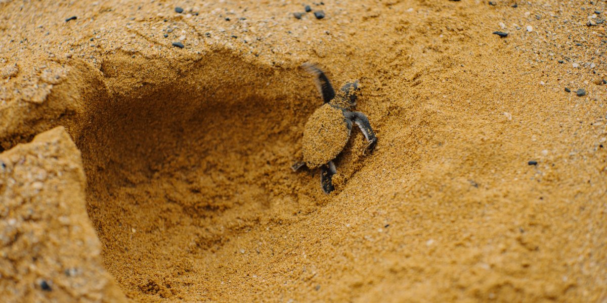 Newborn turtle crawls out of the sand hole, covered in sand, on Príncipe Island.