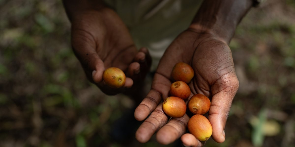 Open hand holding organic cacao beans