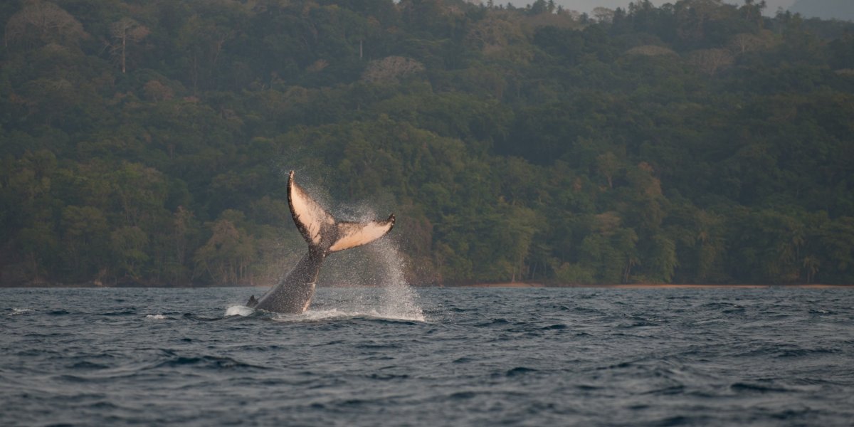 Cauda de baleia-jubarte a emergir do mar com a costa coberta de floresta ao fundo, Ilha do Príncipe