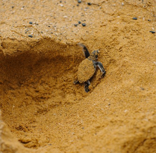 Newborn turtle crawls out of the sand hole, covered in sand, on Príncipe Island.