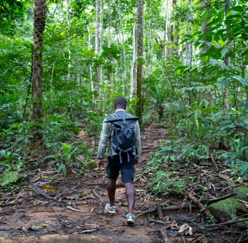 Guia local a caminhar pela floresta densa da Ilha do Príncipe
