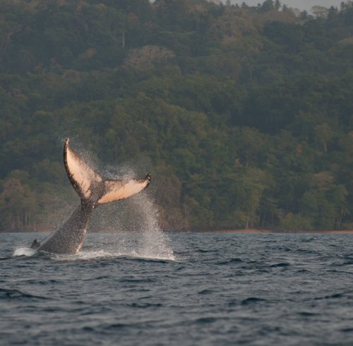 Cauda de baleia-jubarte a emergir do mar com a costa coberta de floresta ao fundo, Ilha do Príncipe