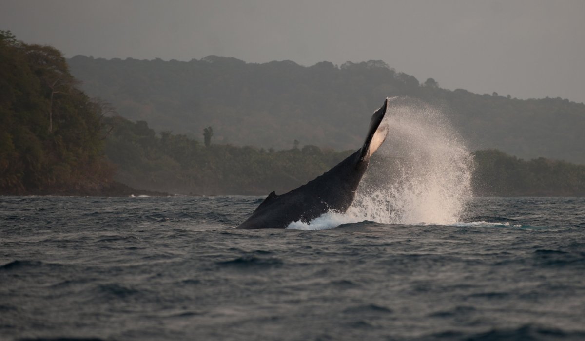 Humpback whale breaching off the coast of Príncipe Island with rainforest-covered hills in the background