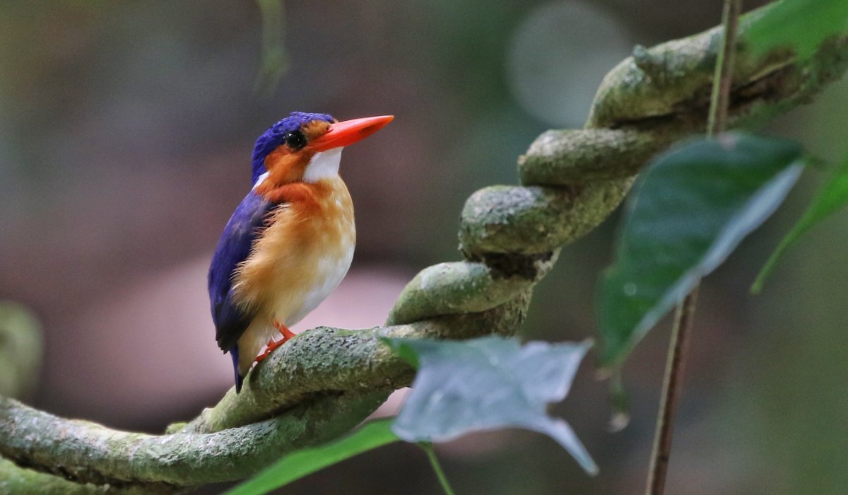 Kingfisher bird perched on a branch in the rainforest, São Tomé and Príncipe
