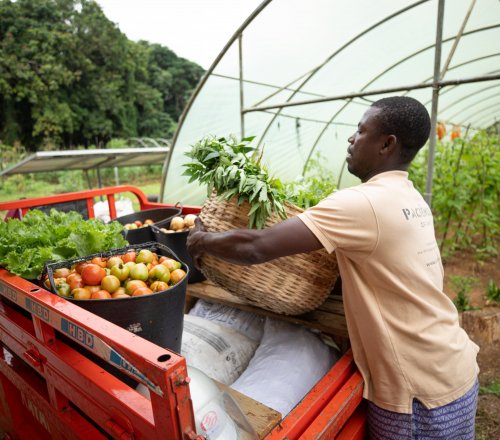 Agricultor local a carregar frutas e legumes frescos para transporte na Ilha do Príncipe.